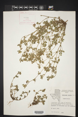 Medicago minima image