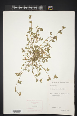 Medicago minima image