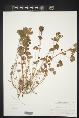 Medicago polymorpha image