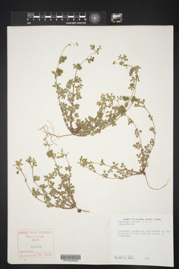 Medicago minima image