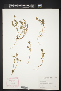 Medicago minima image