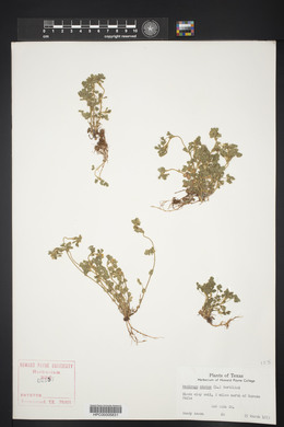 Medicago minima image