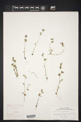 Medicago minima image