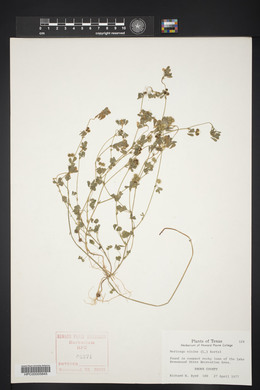 Medicago minima image