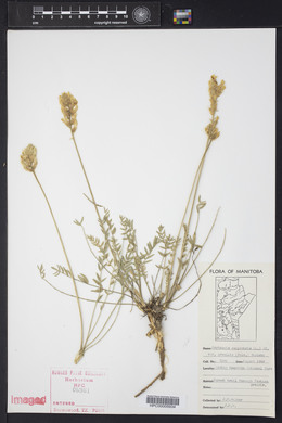 Oxytropis campestris image