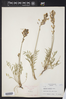 Oxytropis lambertii image