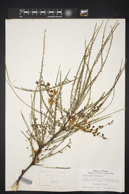 Parkinsonia aculeata image