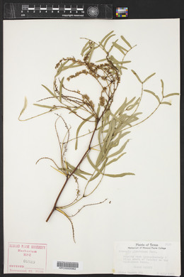 Prosopis glandulosa image