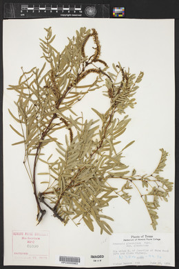 Prosopis glandulosa image