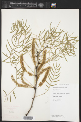 Prosopis glandulosa image