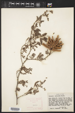 Prosopis pubescens image