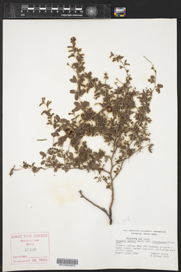 Prosopis reptans image