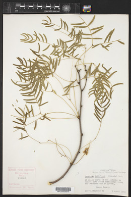 Prosopis juliflora image