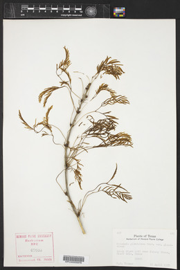 Prosopis glandulosa image