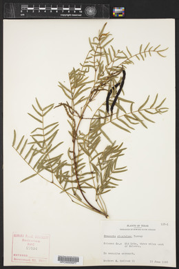 Prosopis glandulosa image