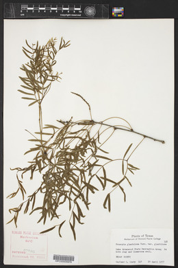 Prosopis glandulosa image