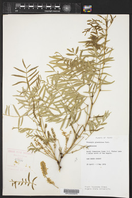 Prosopis glandulosa image