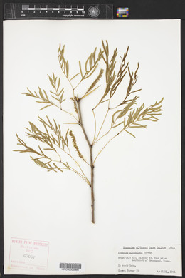 Prosopis glandulosa image