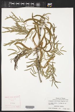 Prosopis laevigata image