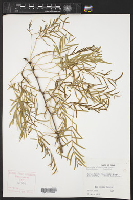 Prosopis glandulosa image