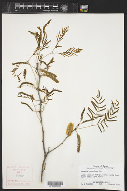 Prosopis glandulosa image