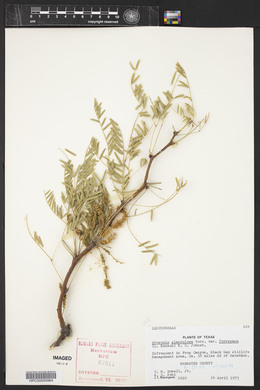 Prosopis glandulosa image