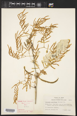 Prosopis juliflora image