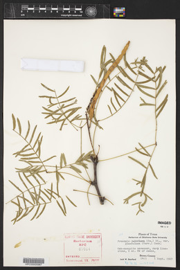 Prosopis juliflora image