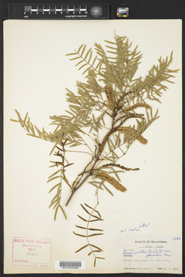 Prosopis juliflora image