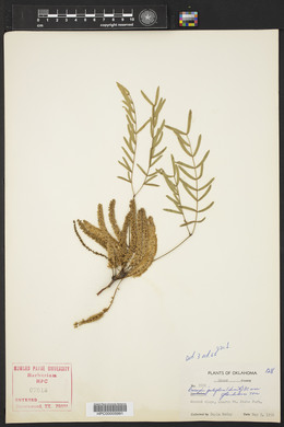 Prosopis juliflora image