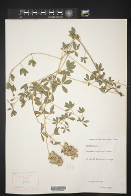 Psoralea cuspidata image