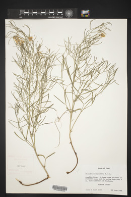 Pediomelum linearifolium image