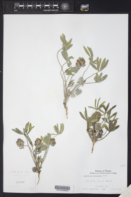 Psoralea subulata image