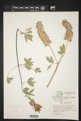 Psoralea cuspidata image