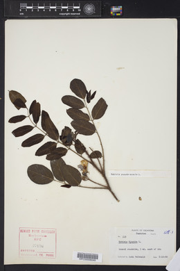 Robinia hispida image