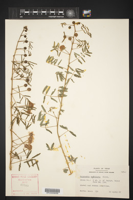 Mimosa microphylla image