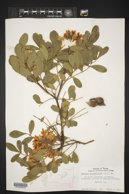 Dermatophyllum secundiflorum image