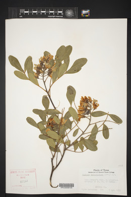 Dermatophyllum secundiflorum image