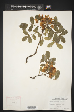 Dermatophyllum secundiflorum image