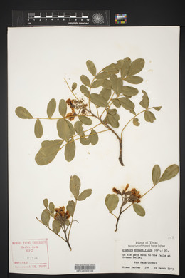 Dermatophyllum secundiflorum image