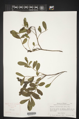 Dermatophyllum secundiflorum image