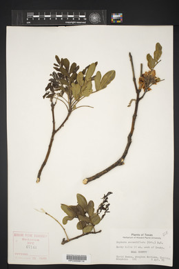 Dermatophyllum secundiflorum image