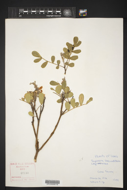 Dermatophyllum secundiflorum image