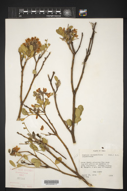 Dermatophyllum secundiflorum image