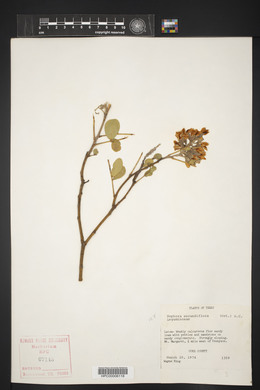 Dermatophyllum secundiflorum image