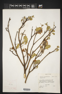 Dermatophyllum secundiflorum image