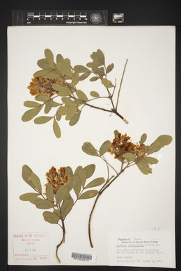 Dermatophyllum secundiflorum image