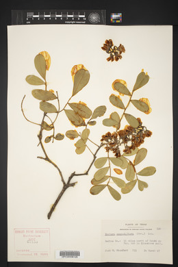 Dermatophyllum secundiflorum image