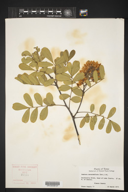 Dermatophyllum secundiflorum image