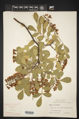 Dermatophyllum secundiflorum image